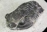 Lot: Gerastos Trilobite Fossils - Pieces #69141-2